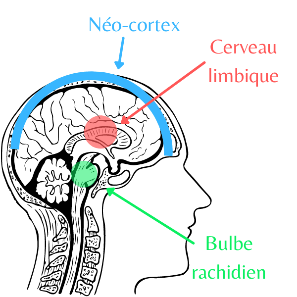 Les différentes couches du cerveau ont une manière distincte de gérer la douleur